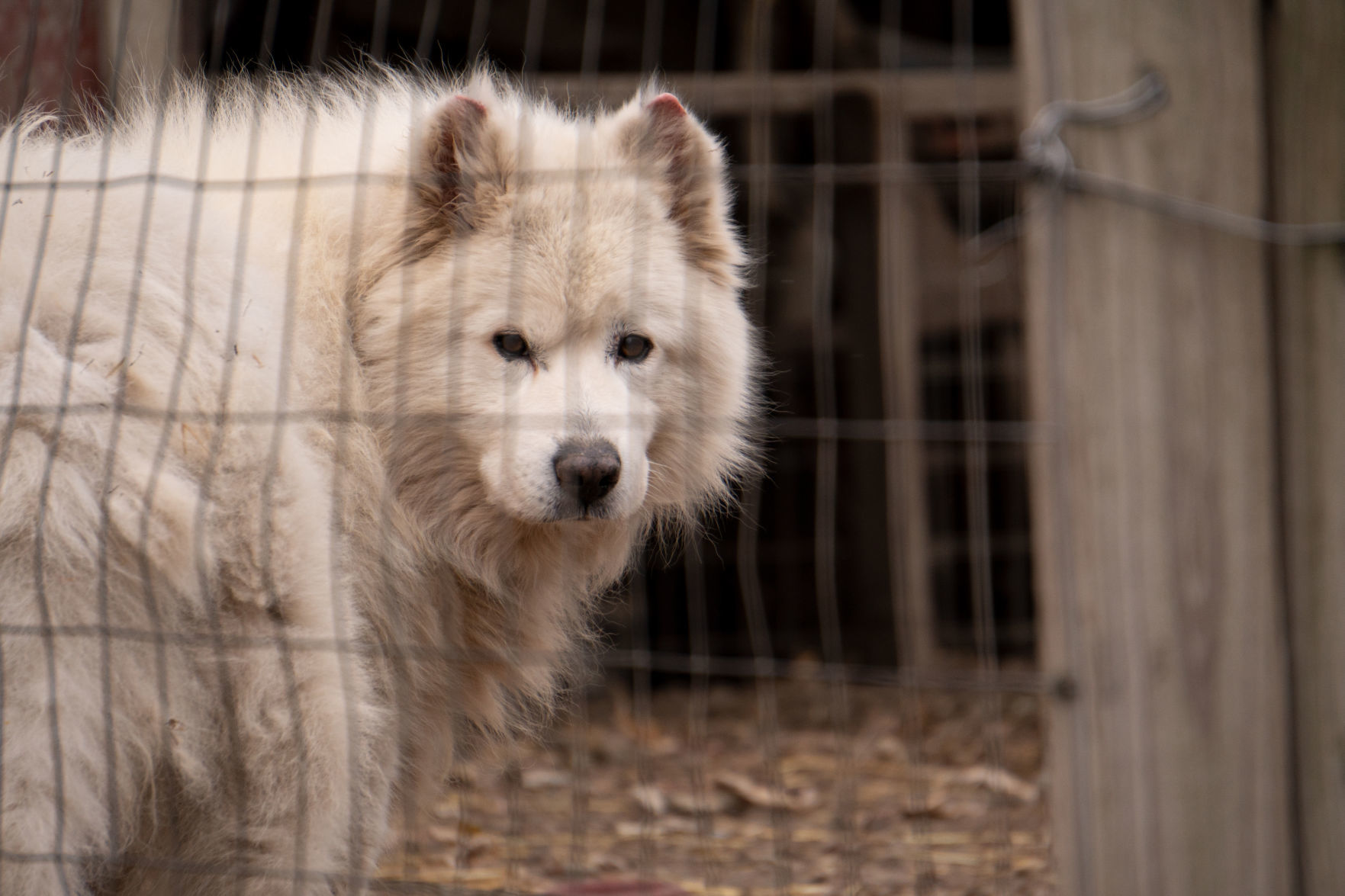 Puppy mill 12